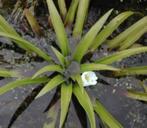 Gezocht: Vijverplanten, Volle zon, Vaste plant, Ophalen of Verzenden, Zomer