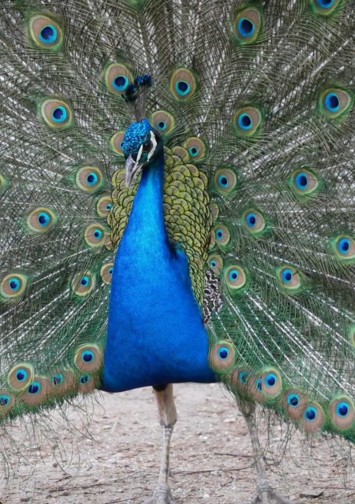 Gezocht: eieren van een blauwe pauw, Dieren en Toebehoren, Overige Dieren, Geslacht onbekend, Mei