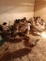 Kuikens 2 week oud. Legkip, Dieren en Toebehoren, Pluimvee, Geslacht onbekend, Kip