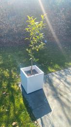 Witte pot van Elho met sinaasappelboompje, Volle zon, 100 tot 250 cm, Zomer, Overige soorten