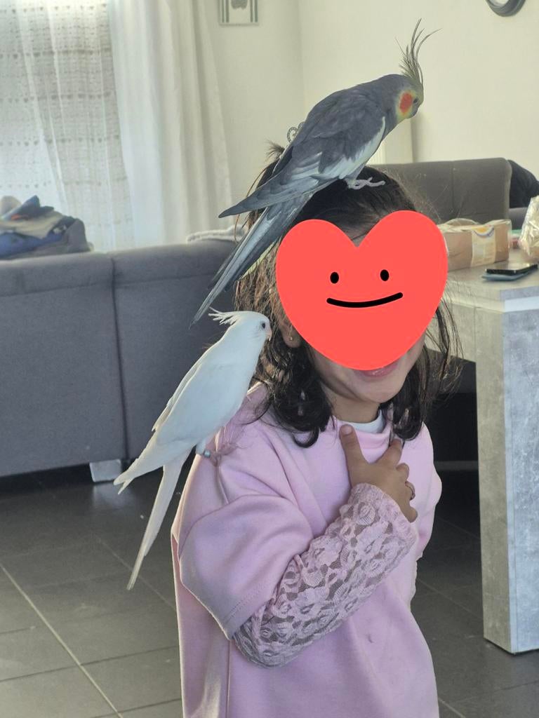 Handtamme valkparkieten, Mannelijk, Parkiet