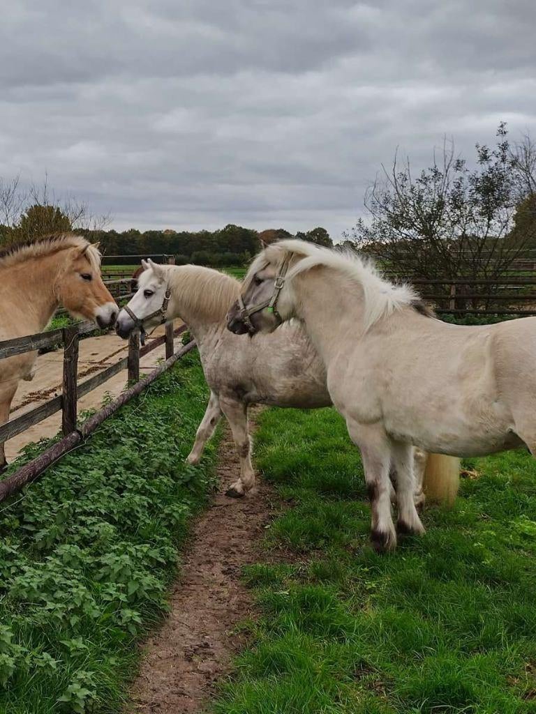 Verzorger(s) gezocht voor 2 lieve pony's, Ophalen, Nieuw