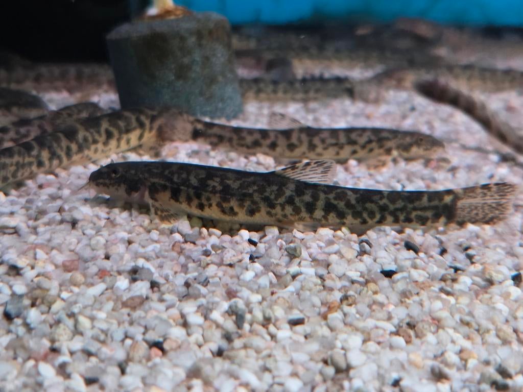 Bermpje Barbatula barbatula - Koidream Valburg, Dieren en Toebehoren, Vissen | Vijvervissen, Overige soorten