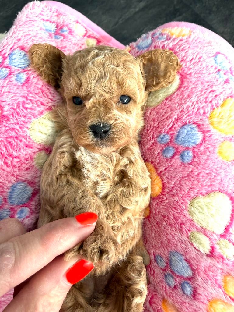 MALTIPOO f1 b moeder  ecvo en patella getest, Parvo, Overige rassen, 8 tot 15 weken, Meerdere