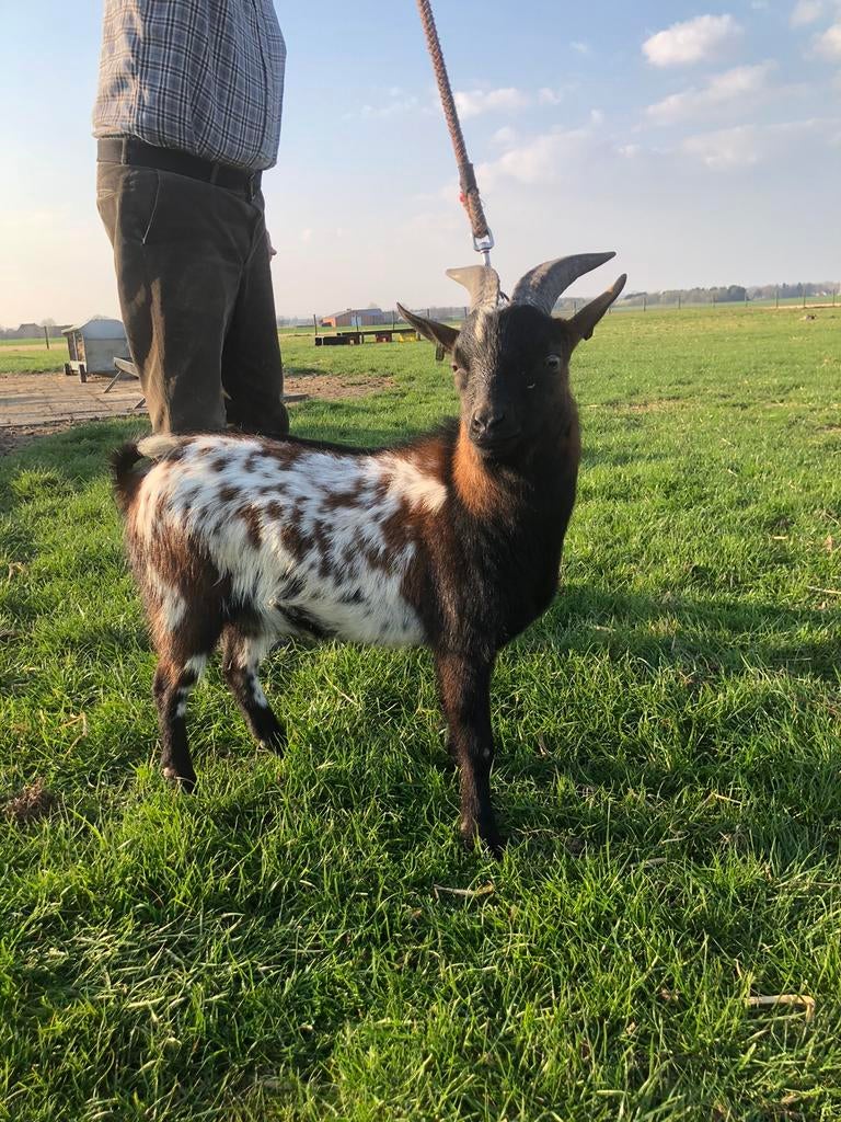 Goed fokkende bruinstippel dwerggeiten bok, Dieren en Toebehoren, Schapen, Geiten en Varkens, Mannelijk, Geit