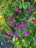 Zaden Akelei donkerroze, Verzenden, Volle zon