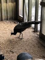 Mooie blauwe pauw haan, Dieren en Toebehoren, Pluimvee, Mannelijk, Kip