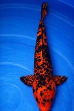 Kage Hi Utsuri 35-39 cm Sansai, Dieren en Toebehoren, Karper of Koi