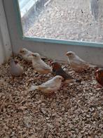 Zebravinken poppen diverse kleuren, Dieren en Toebehoren, Meerdere dieren, Geringd