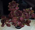 Kleurrijke Coleus plant in pot, Huis en Inrichting, Kamerplanten, Ophalen, Overige soorten, Halfschaduw, In pot