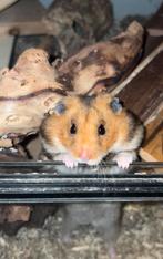 Syrische hamster Woppy, Dieren en Toebehoren, Knaagdieren, Hamster, Mannelijk, Tam, September