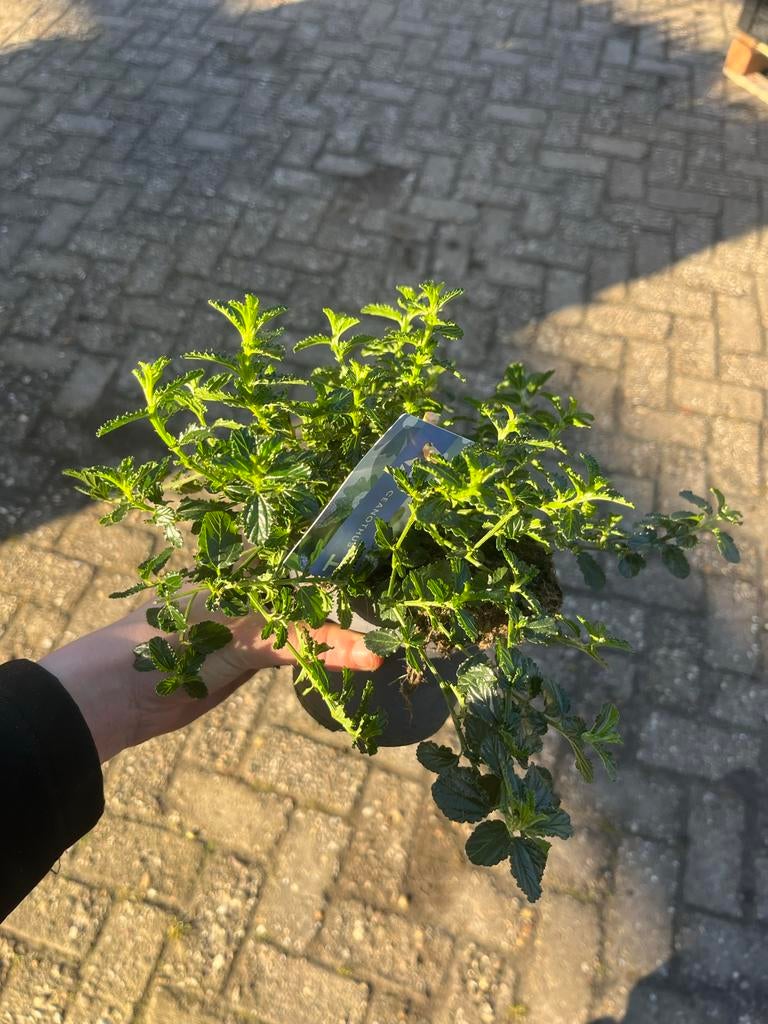 Ceanothus - Amerikaanse Sering, Volle zon, Vaste plant, Zomer, Ophalen