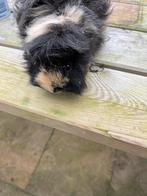 Cavia, Cavia, Mannelijk, December, Tam