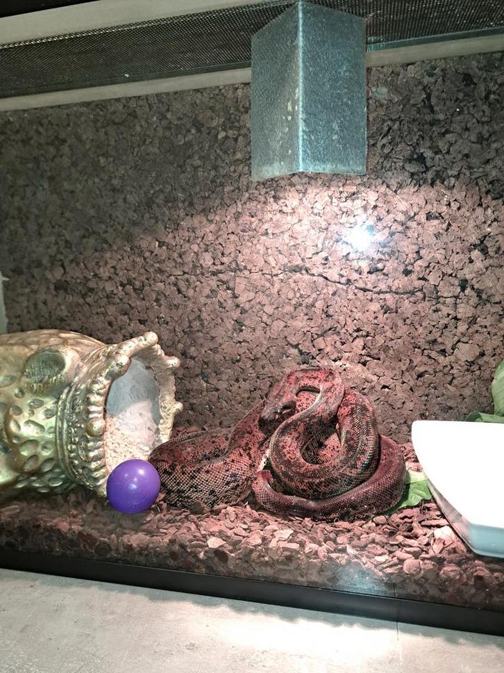 Onyx leopard Boa constrictor T+ Boa Constrictor - male for sale from Fanatic