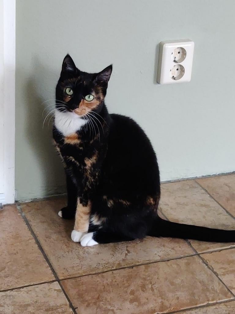 Gratis af te halen: lieve schildpad poes (5 jaar), Dieren en Toebehoren, Katten en Kittens | Overige Katten, Poes