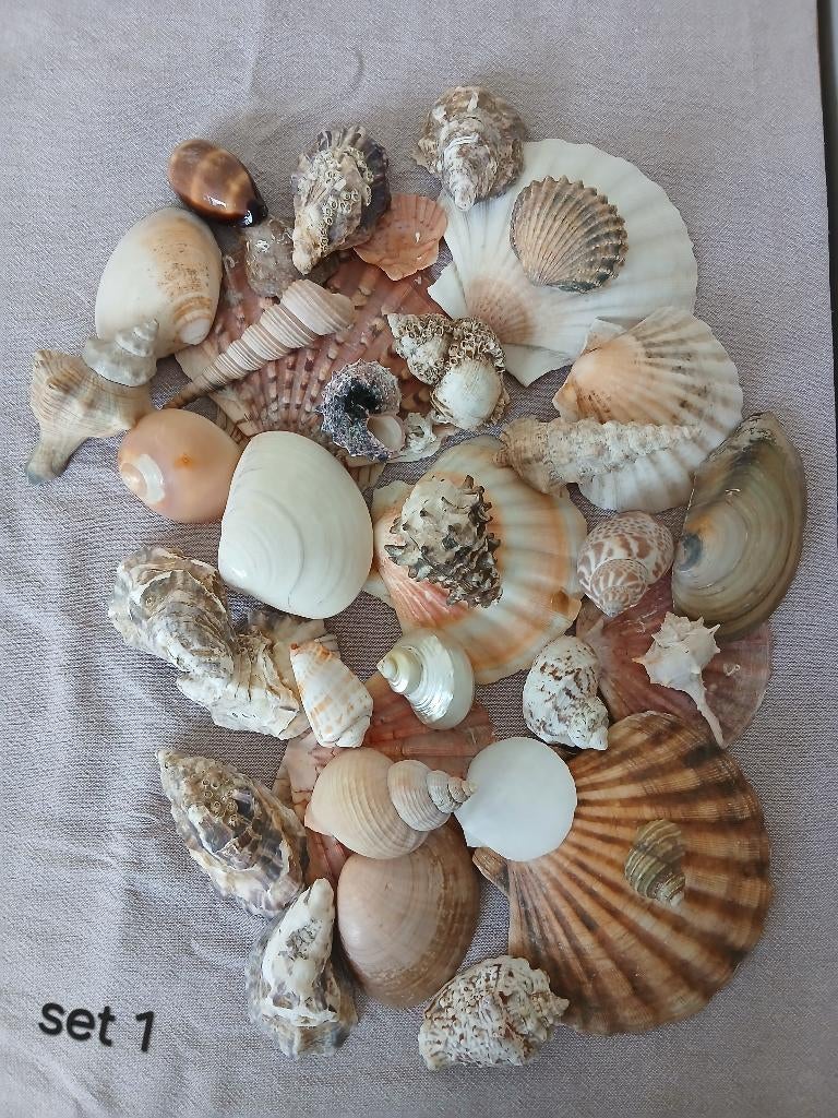 Verzameling schelpen Wim Tomey ( '70). Deels gecatalogiseerd, Verzamelen, Mineralen en Fossielen, Ophalen of Verzenden, Schelp(en)