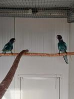 Gevraagd - Blauwe twenty eight / 28 pop 2024 of 2025, Meerdere dieren, Parkiet