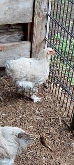 Brahma. Trio aug 25, Dieren en Toebehoren, Meerdere dieren, Kip