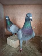 10 koppels uit goede lijnen met stamboom, Meerdere dieren, Postduif