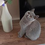 Super lieve Britse korthaar gereserveerd, Dieren en Toebehoren, Katten en Kittens | Raskatten | Korthaar, Poes, Ontwormd