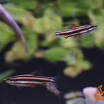 Nannostomus marginatus, Dieren en Toebehoren, Vissen | Aquariumvissen, Vis