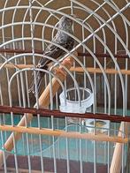 Zeer Mooie Witstuit Edelzanger Man Top Zanger, Dieren en Toebehoren, Mannelijk, Tropenvogel