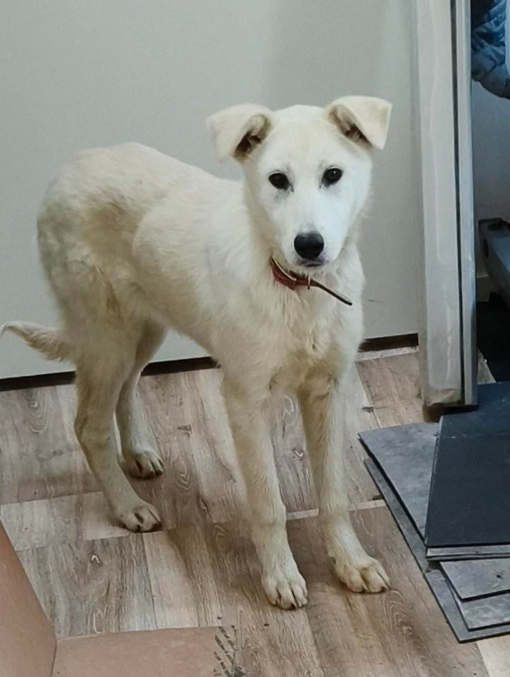 Celia is een beauty van 6 maandjes jong en is in Nederland, Dieren en Toebehoren, Honden | Niet-rashonden, Particulier, 15 weken tot 1 jaar