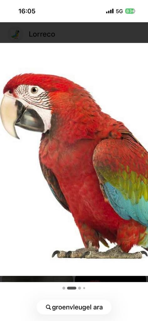 Gezocht groenvleugel of geelvleugel ara man, Dieren en Toebehoren, Vogels | Parkieten en Papegaaien, Mannelijk, Papegaai