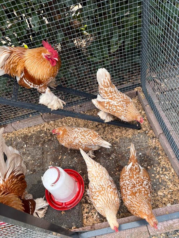 BROEDEIEREN Sabelpoot kriel oker wit gepareld, Dieren en Toebehoren, Pluimvee, Kip, Meerdere dieren