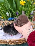 6 Raszuivere lieve Baby konijntjes, Dieren en Toebehoren, Konijnen, Meerdere dieren, Dwerg, Hangoor, 0 tot 2 jaar