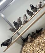 Grijze japanse meeuwtjes, Meerdere dieren