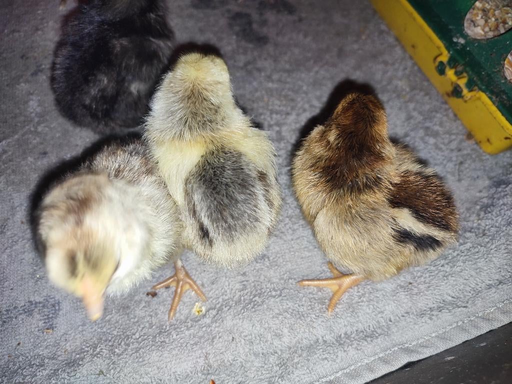 Jonge Wyandotte kriel kuikens, Dieren en Toebehoren, Pluimvee, Geslacht onbekend, Kip