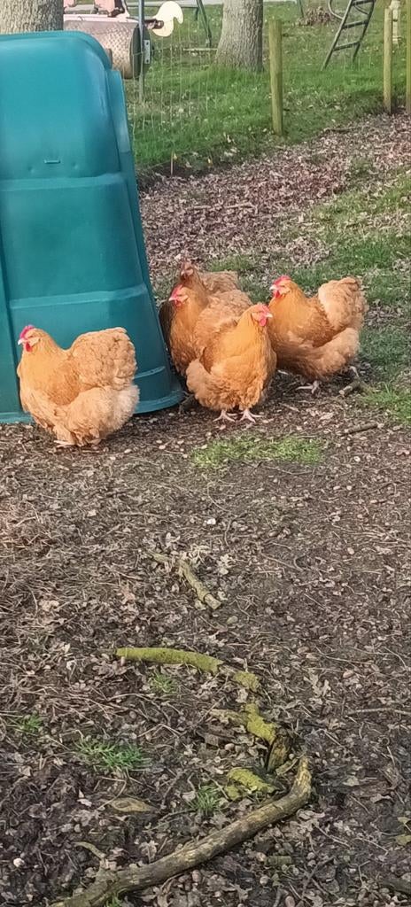 Broedeieren Orpington lieve rustige dieren, Dieren en Toebehoren, Pluimvee, Geslacht onbekend, Kip