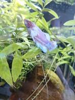 2 betta koppel man en vrouw, mooi en gezond, Dieren en Toebehoren, Vis