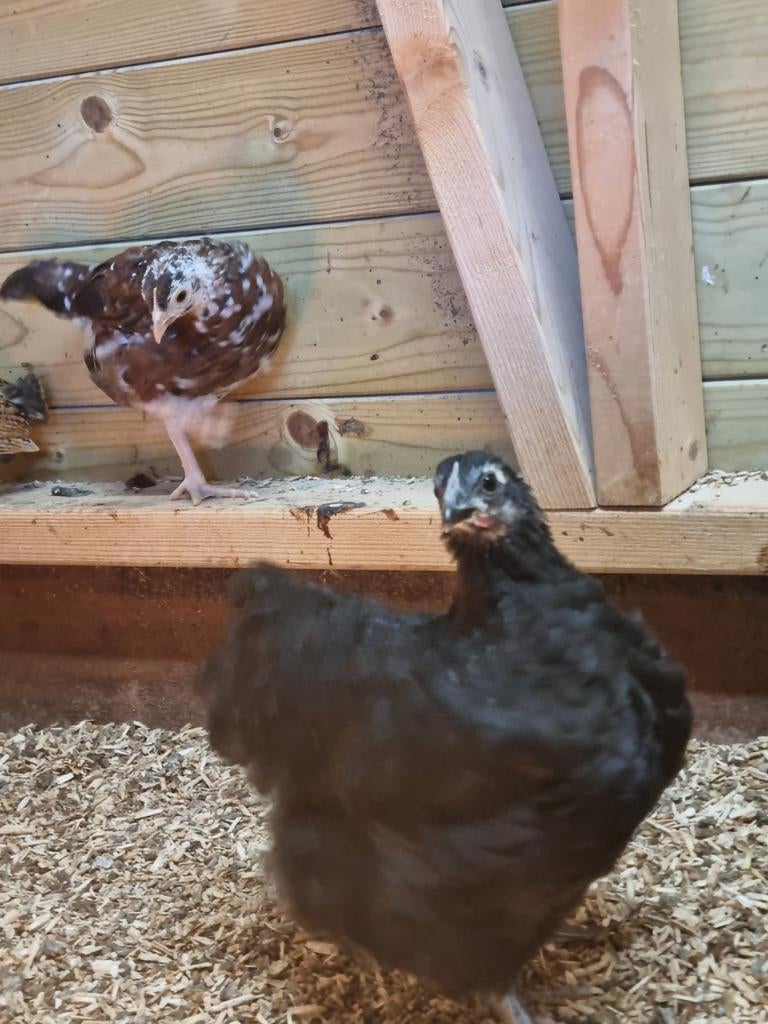 Twee jonge raszuivere krielhennen orpington en sussex, Dieren en Toebehoren, Pluimvee, Vrouwelijk