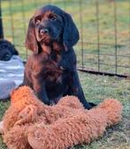 Labradoodle x  Bloedhond / Grote Zwitserse Sennenhond pups, Parvo, 8 tot 15 weken, Meerdere, Meerdere dieren