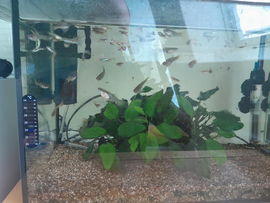 An Aquarium with fish and all accessories, Vis