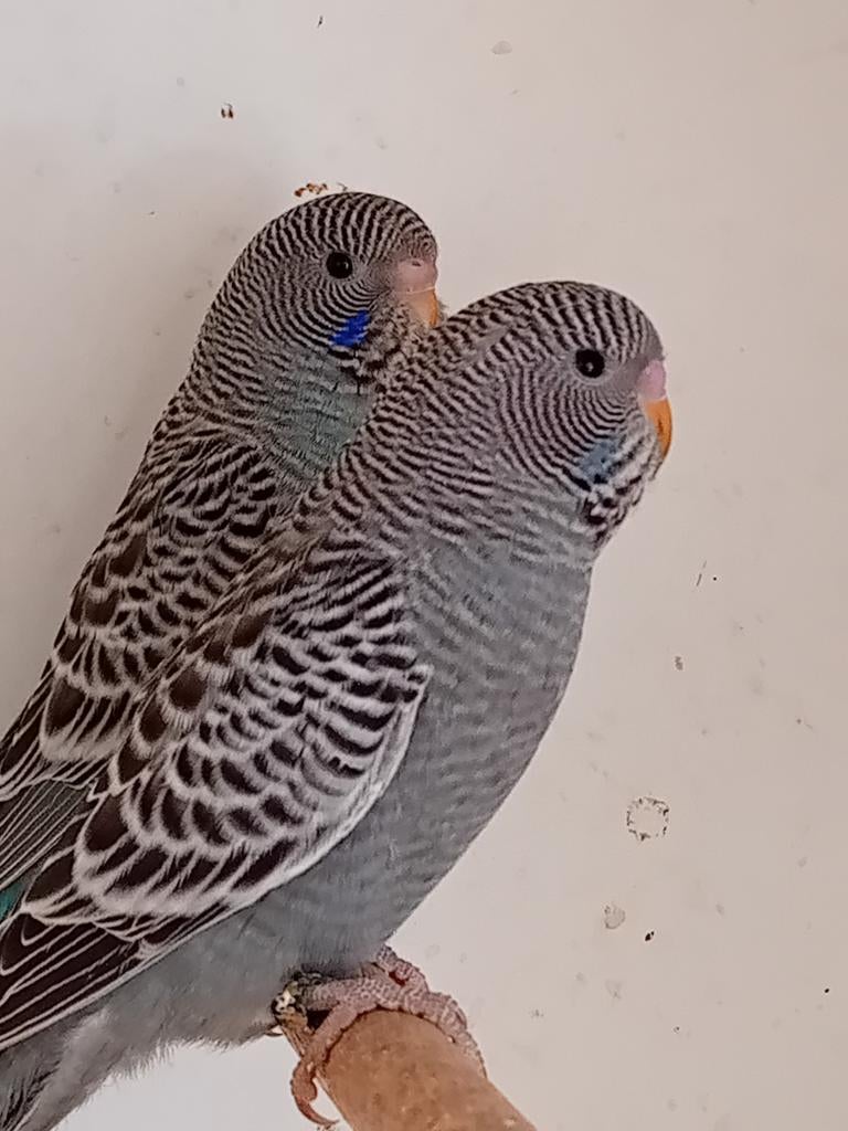 Blackface grasparkieten, Dieren en Toebehoren, Meerdere dieren, Parkiet, Geringd