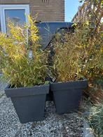 Twee kunststof potten met bamboe, Tuin en Terras, Ophalen, Kunststof, Gebruikt, Balkon