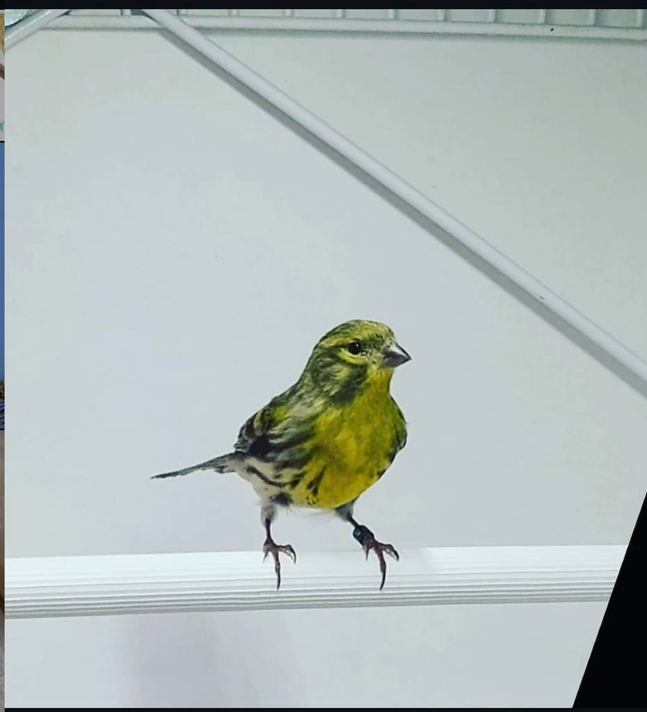 Gezocht Europese Kanarie, Dieren en Toebehoren, Vogels | Overige Vogels, Vrouwelijk, Wildzangvogel, Geringd