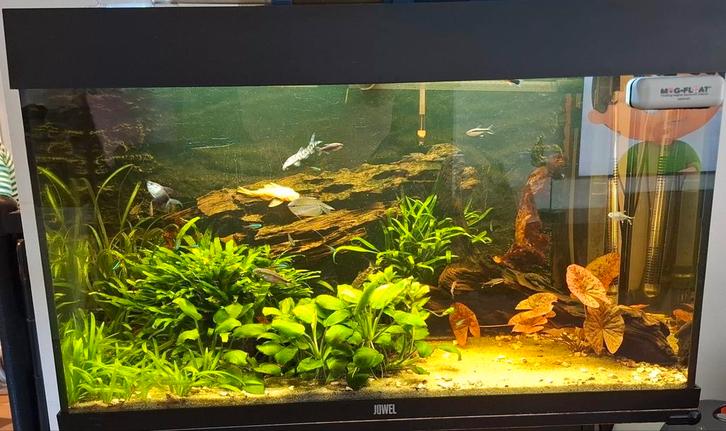 Juwel aquarium 80 cm, Dieren en Toebehoren, Vissen | Aquaria en Toebehoren, Gevuld zoetwateraquarium, Ophalen