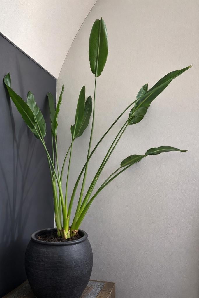 Strelitzia Reginae plant in pot, Huis en Inrichting, Ophalen of Verzenden, In pot, Halfschaduw