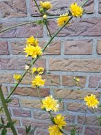 Jonge struik Ranonkelstruik (Kerria japonica 'Pleniflora', Ophalen, Overige soorten, Struik, Minder dan 100 cm