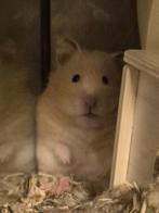 Mooie syrische hamster!, Dieren en Toebehoren, Knaagdieren, Hamster, Vrouwelijk, Januari, Tam