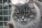 Siberische kat poes, Dieren en Toebehoren, Poes, Gechipt, 3 tot 5 jaar