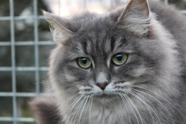 Siberische kat poes, Dieren en Toebehoren, Katten en Kittens | Raskatten | Langhaar, Poes, 3 tot 5 jaar, Met stamboom, Gechipt