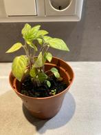 Ananaskers Stekjes - Physalis, Ophalen, Volle zon, Eenjarig, Zomer