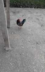 Gratis jong kriel haantje, Dieren en Toebehoren, Pluimvee, Mannelijk, Kip