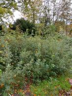 Steeneik planten 75-150cm - Groenblijvende haag, Ophalen of Verzenden, Overige soorten, Haag, 100 tot 250 cm