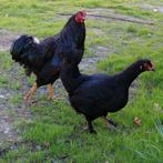 Prachtige zwarte hen en haan kip kippen, Dieren en Toebehoren, Pluimvee, Meerdere dieren, Kip
